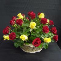 Stunning Arrangement of Roses