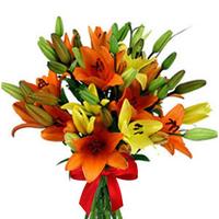 Colourful Lilies