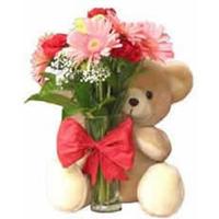 12 Pcs Gerberas with 6 inches Teddy