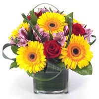 Sunflower Fields