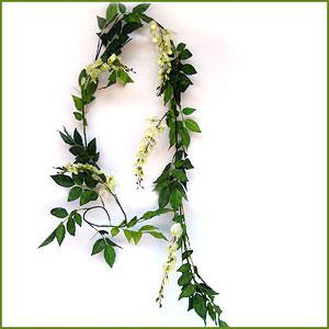 Hanging Wisteria Creeper- 6 ft