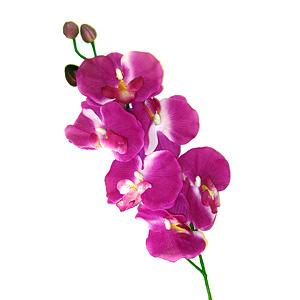Purple - 5 Stems Orchid Phenelopsis