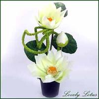 Divine Lotus