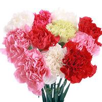 Carnations - 24 Assorted Stems with Fern