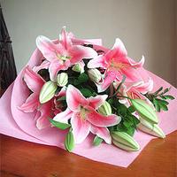 Beautiful Pink Lilies