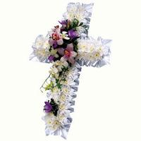 chrysanthemum and orchid cross