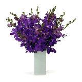 15 Purple Orchids, Valentine