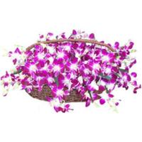 100 Purple Orchids, Valentine
