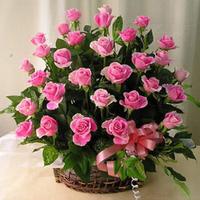 Beautiful Pink Roses Dad