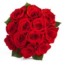 Hot Red Roses Rose Day