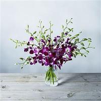 6 Purple Orchids in a Vase