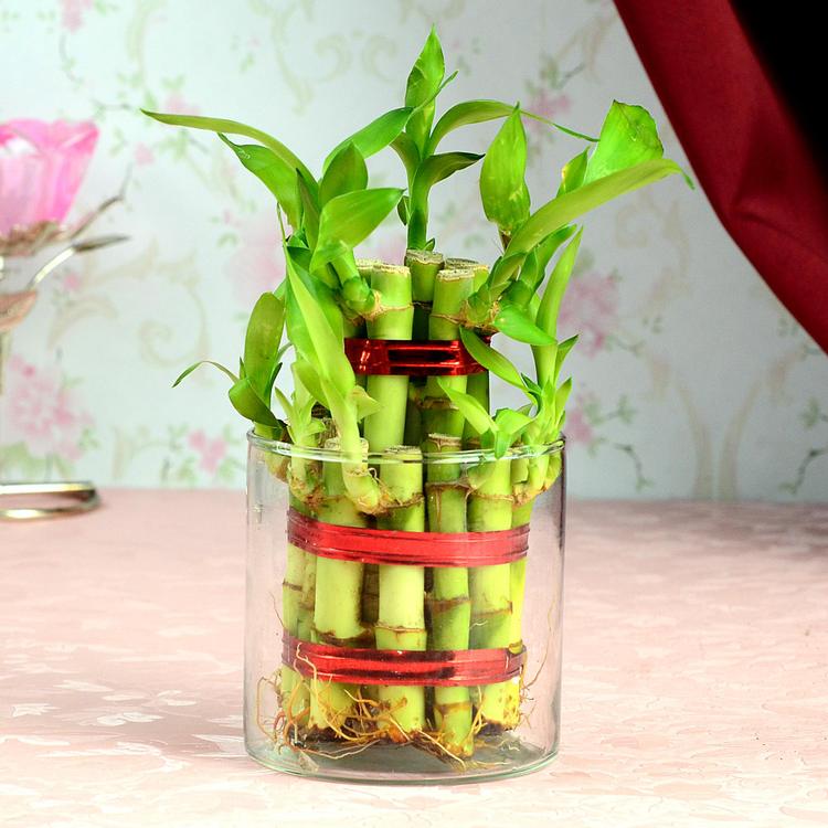 2 Layer Lucky Bamboo