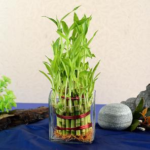 3 Layer Lucky Bamboo