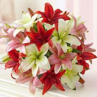 18 Pink, White & Red Lilies
