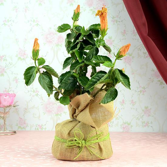 Hibiscus Plant