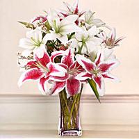 Colorful Lilies