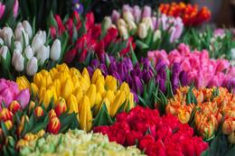 Send Flowers and Fruits to India