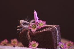 Top Bakeries in Lucknow