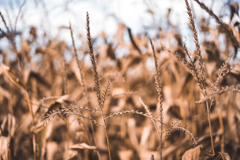 Baisakhi The Festival of Harvest