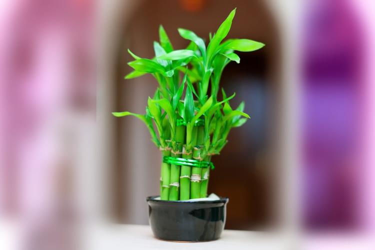 Top 10 Gifts For Someone Moving Into A New Home