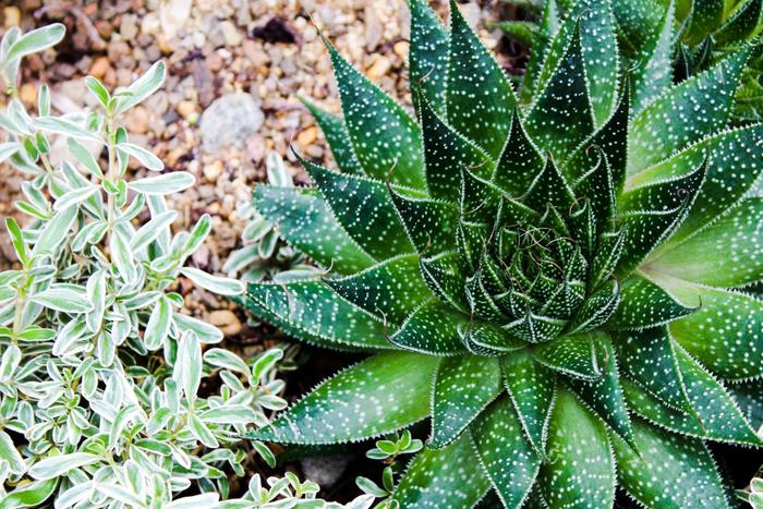 Top 5 Gift Ideas for Baisakhi