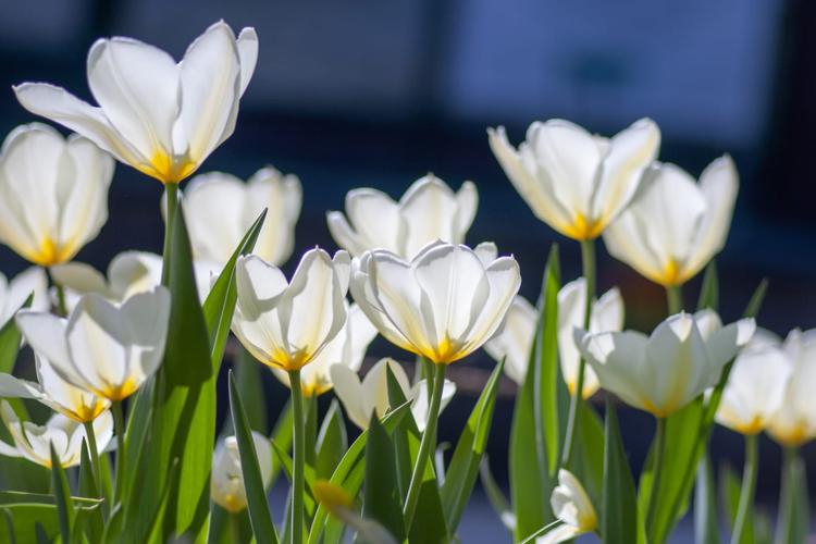Most Appropriate Flowers to Send for Condolence to India