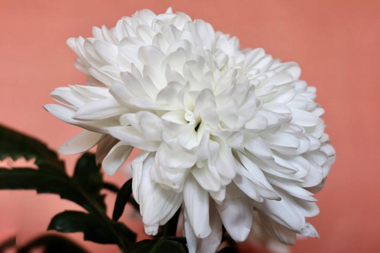 Most Appropriate Flowers to Send for Condolence to India