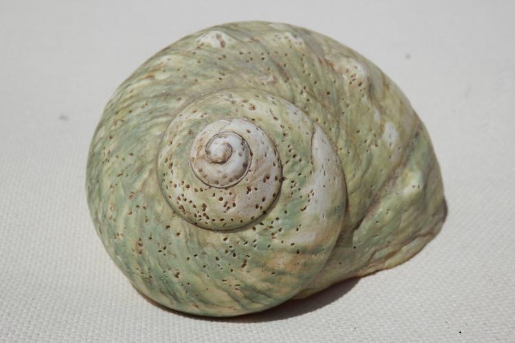 Spiritual Gifts to India for Dhanteras