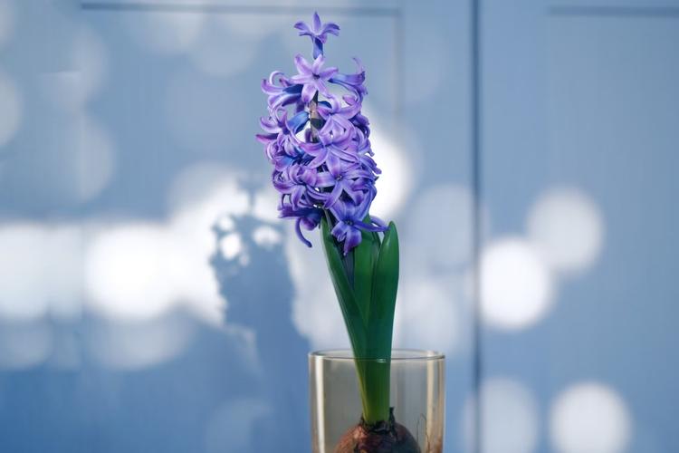 Top 10 Exotic Flowers To Gift to India