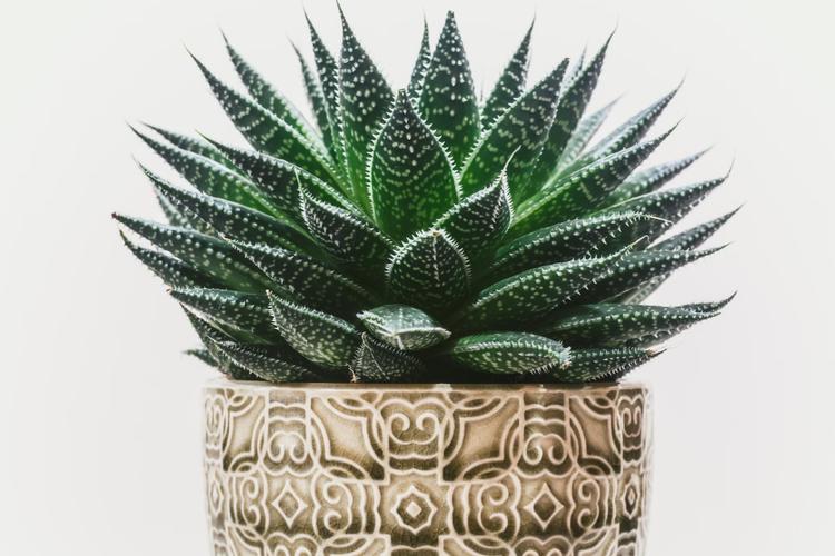 Top 8 Birthday Gifts from USA to Send to India 