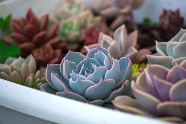 Top 14 Valentine's Day Gifts for Wife in India