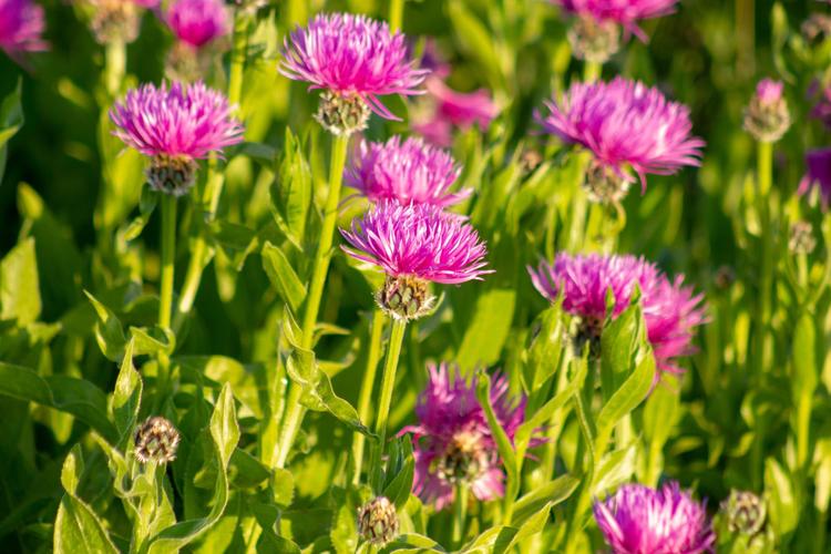 Top 7 Exotic Flowers for Birthday Celebration