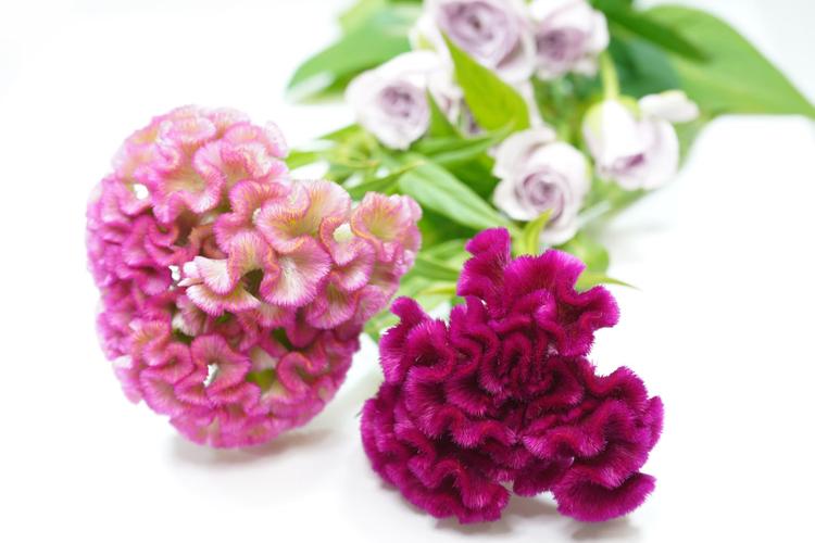 Top 7 Exotic Flowers for Birthday Celebration