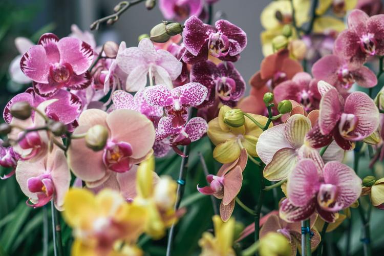 Top 7 Exotic Flowers for Birthday Celebration