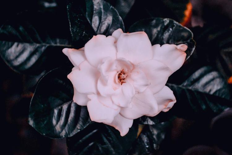 Top 7 Exotic Flowers for Birthday Celebration