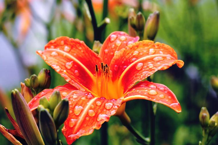 Top 7 Exotic Flowers for Birthday Celebration