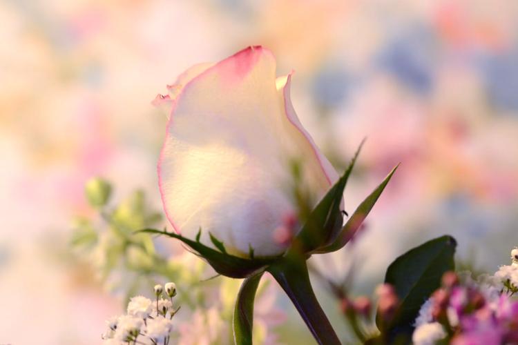 Top 7 Exotic Flowers for Birthday Celebration