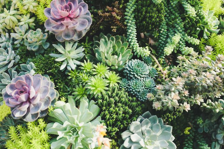 Top 5 Mother's Day Gifts to Send to Surat