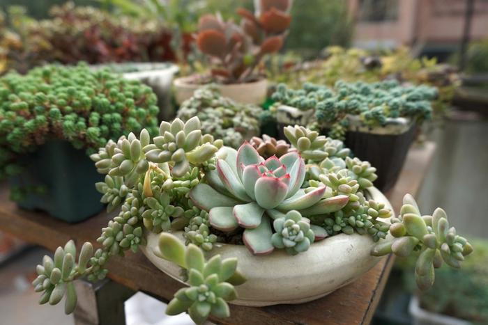 Top 9 Grandparents Day Gifts to Hyderabad