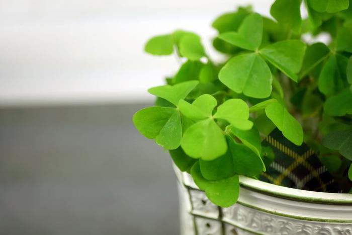 Top 8 Dussehra Gifts to Send to Hyderabad