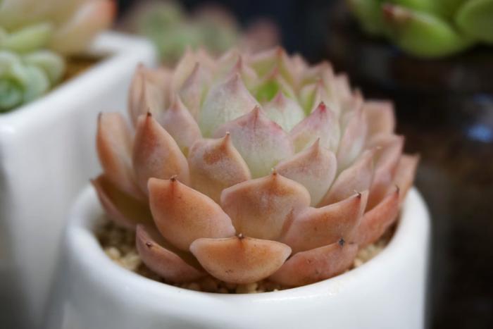 Top 7 Easter Gifts to Send to Hyderabad